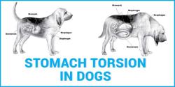 Recognizing Twisted Stomach Symptoms in Dogs: A Guide for Pet Owners