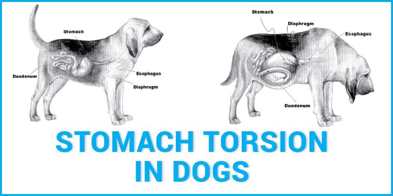 Recognizing Twisted Stomach Symptoms in Dogs: A Guide for Pet Owners