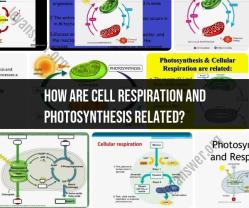 Relationship Between Cell Respiration and Photosynthesis
