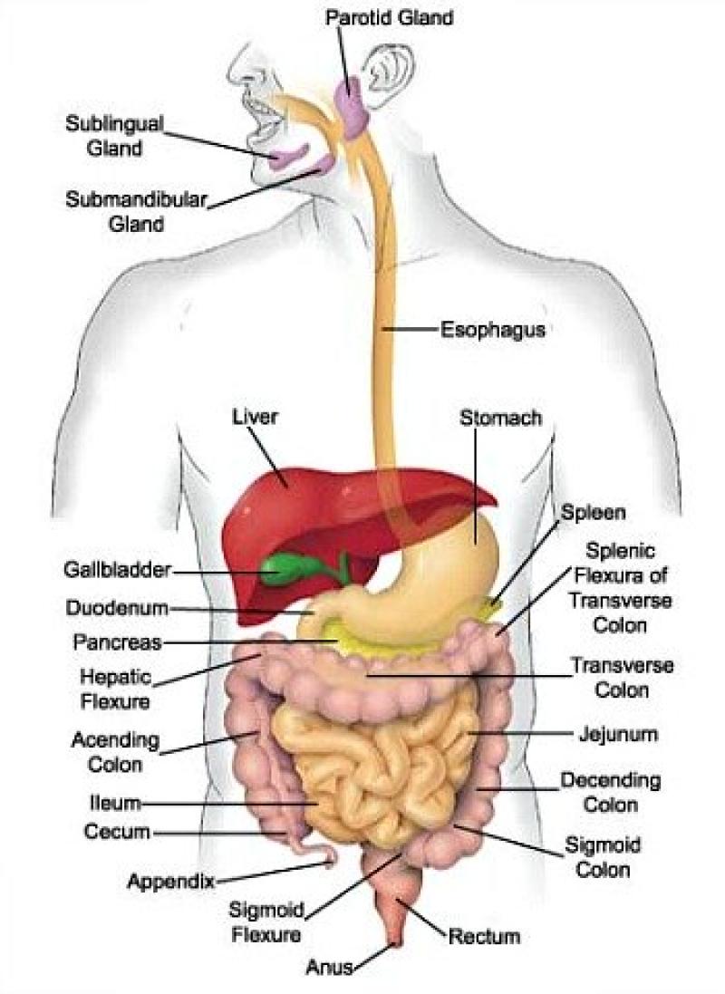 Right Upper Quadrant Pain: What You Need to Know