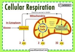 Sequencing Energy Production: Correct Order of Cellular Respiration