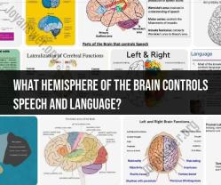 Speech and Language Control: Hemisphere Dominance in the Brain