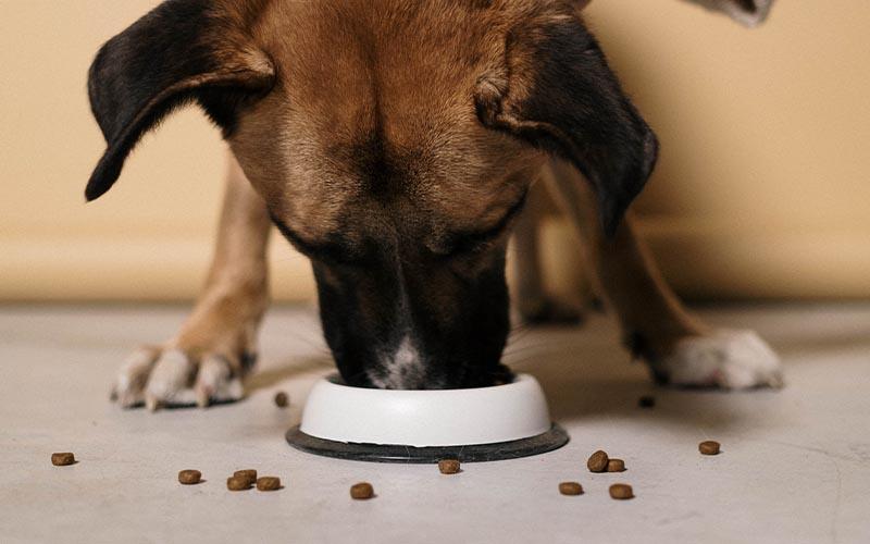 Sudden Change in Dog's Eating Habits: Investigating Causes