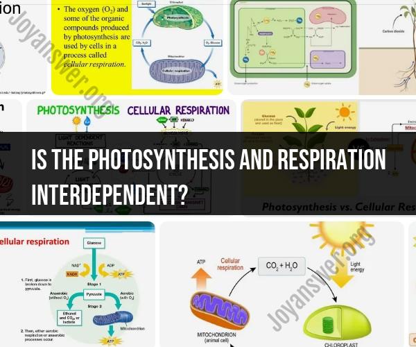 The Interdependence of Photosynthesis and Cellular Respiration