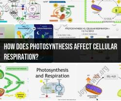 The Mutual Influence of Photosynthesis on Cellular Respiration