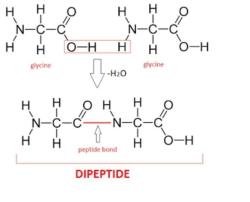 The Origins of Peptide Products: Where Are They Manufactured?