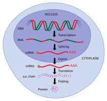 The Process of Protein Synthesis: An Overview