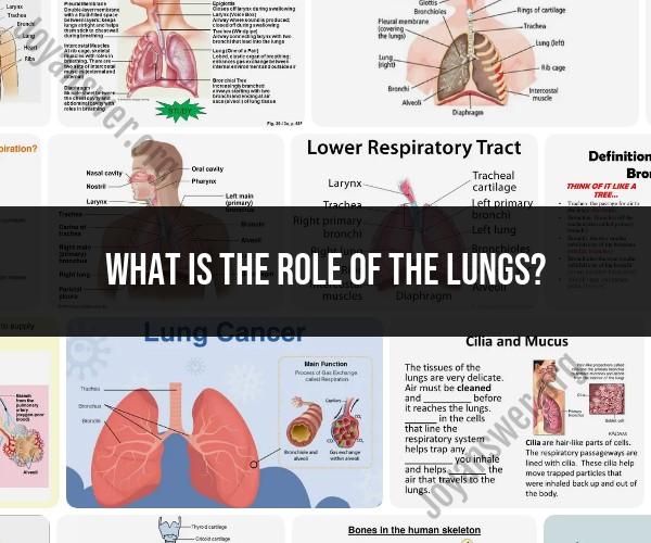 The Role of Lungs in the Respiratory System: Understanding Oxygen Exchange