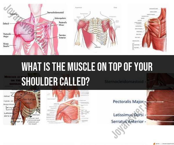 The Trapezius Muscle: Anatomy and Function