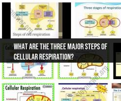 Three Major Steps of Cellular Respiration: Energy Extraction Process