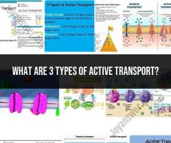 Three Types of Active Transport: Cellular Processes