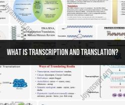 Transcription and Translation: Molecular Biology Processes