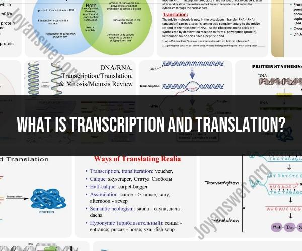 Transcription and Translation: Molecular Biology Processes