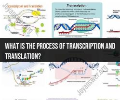 Transcription and Translation Process: Molecular Biology Basics