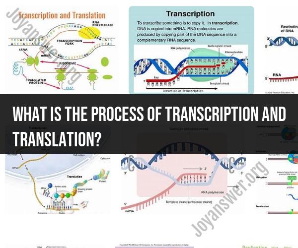 Transcription and Translation Process: Molecular Biology Basics