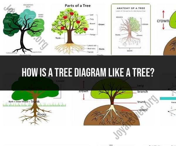 Tree Diagrams: Understanding Their Resemblance to Trees