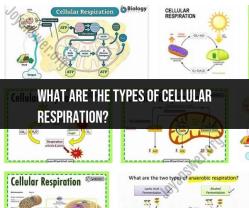 Types of Cellular Respiration: Understanding Energy Production