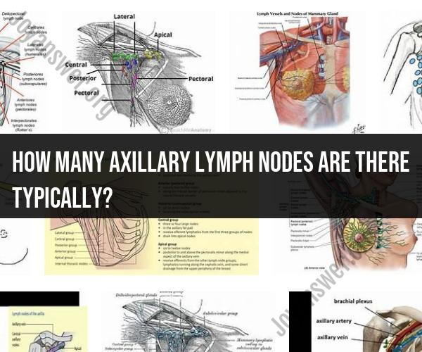Typical Number of Axillary Lymph Nodes: Understanding Variability