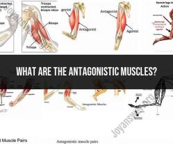 Understanding Antagonistic Muscles: A Comprehensive Overview