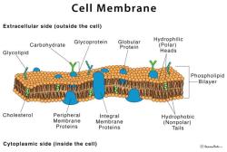 Understanding Cell Membrane: Structure and Functional Aspects