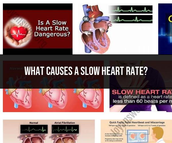 Understanding the Causes of a Slow Heart Rate