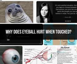 Why Does the Eyeball Hurt When Touched? Understanding Ocular Discomfort