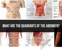 Abdominal Quadrants: Anatomical Reference Points