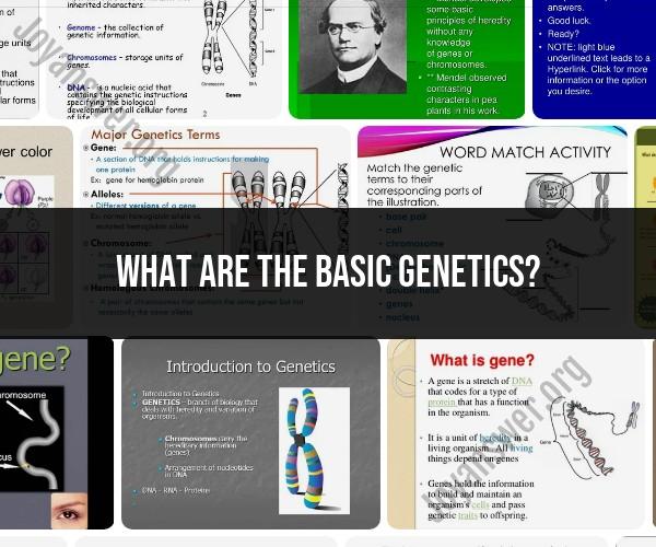 Basic Genetics: Introduction to Genetic Concepts