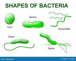 Basics of Microbiology: Fundamental Concepts