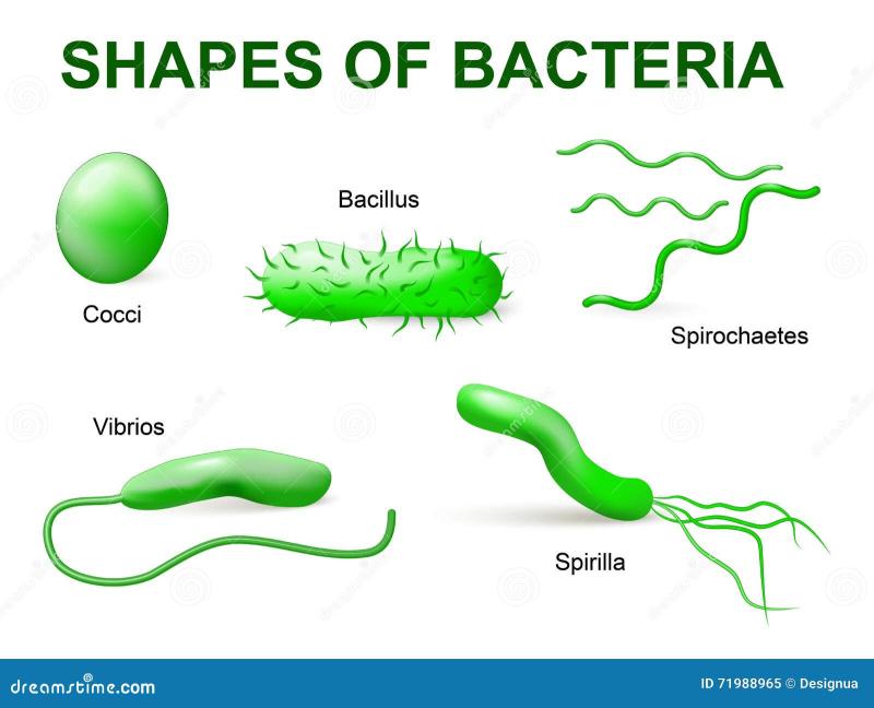 Basics of Microbiology: Fundamental Concepts