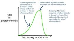 Best Temperature for Photosynthesis: Optimizing Plant Growth