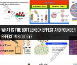 Bottleneck Effect and Founder Effect in Biology: Genetic Insights