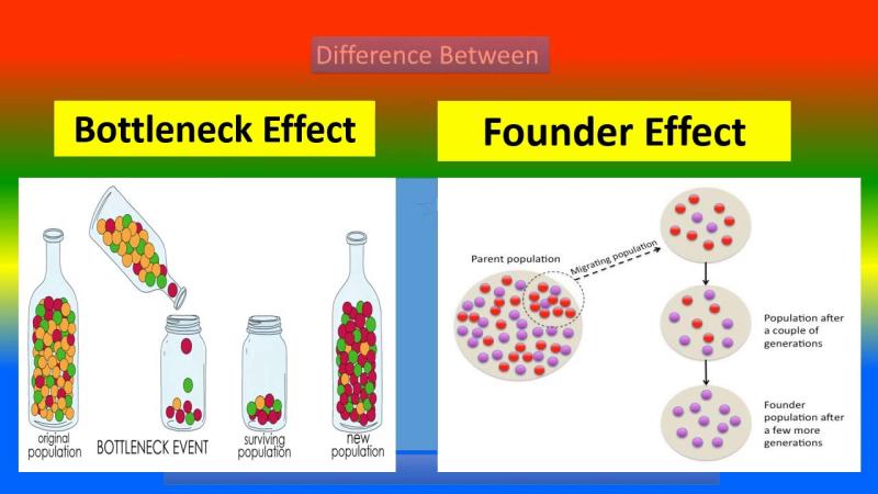 Bottleneck vs. Non-Bottleneck: Differentiating Key Concepts