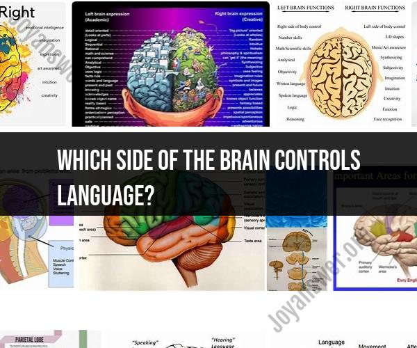 Brain Hemisphere Functions: Language and the Brain
