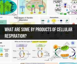 By-Products of Cellular Respiration: Substances Produced
