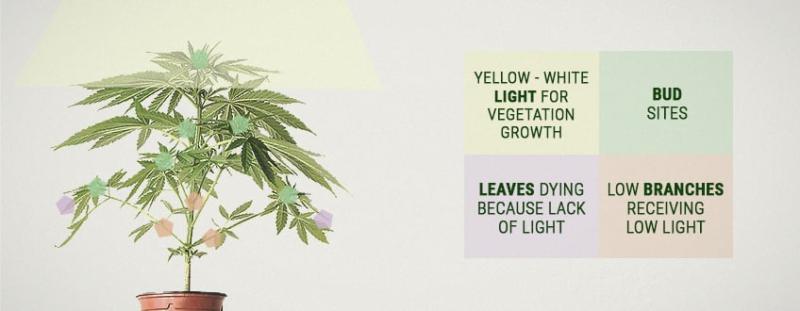 Cannabis Yield per Plant: Estimating Harvest Amounts