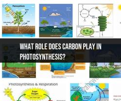 Carbon's Role in Photosynthesis: Key Functions