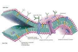 Cell Membrane Functions: Understanding the Four Essential Roles
