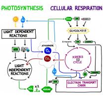 Cellular Respiration Demystified: Steps Unveiled