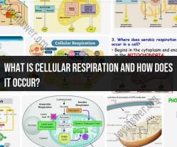 Cellular Respiration: Process and Mechanisms