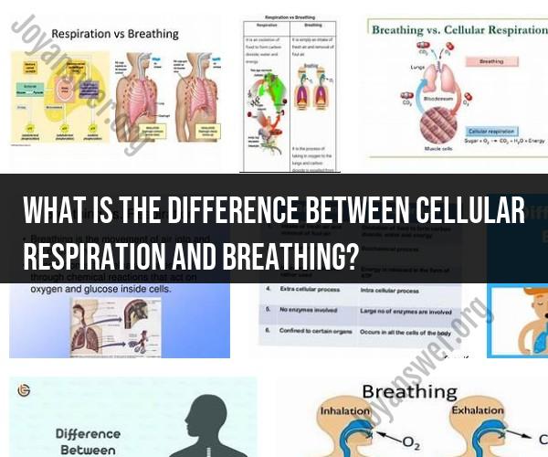 Cellular Respiration vs. Breathing: Key Differences