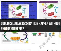 Cellular Respiration Without Photosynthesis: Possibility and Conditions