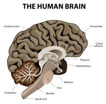 Classes Needed for a Psychology Degree