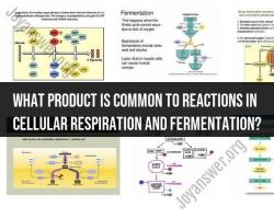 Common Product in Cellular Respiration and Fermentation Reactions
