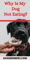 Concerns When Your Dog Won't Eat: Signs and Next Steps